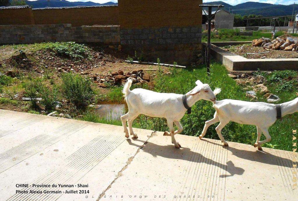 067 - Shaxi.JPG